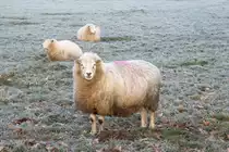 24. Januar 2021 - Schaf auf frostiger Wiese in der Friesischen Wehde