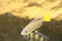 K�rpflingschilide (Cyprichromis leptosoma) am 7.12.2009 im Zoo Dresden.