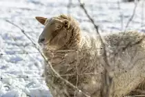 30.1.2021 - Schaf in der Friesischen Welle -  Nein, ich friere nicht ! 