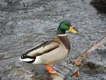 STOCKENTE IN DER SIEG-BILDSCH�N

Einfach bildsch�n mit ihrem braun-wei�en Gefieder,dem gr�nen Kopf und gelben Schnabel...eine Stockente beim P�uschen auf einem Felsbrocken in der SIEG bei
Niederschelden,am 25.1.2021.....

