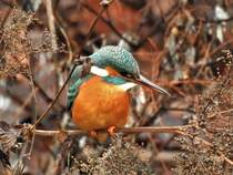 EISVOGEL AN DER SIEG-ZUM DRITTEN

Weil er bei uns so einmalig ist mit seinem bunten Gefieder und seinem Jagdverhalten....
beobachte ihn fast tglich von einer Straenbrcke in NIEDERSCHELDEN/SIEG,am 28.1.2021
