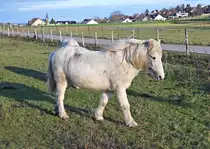 Schimmel auf einer Koppel in Eu-Kirchheim - 26.12.2020