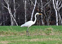 Silberreiher auf Futtersuche im Billiger Wald bei Euskirchen - 21.01.2021