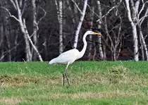 Silberreiher auf Futtersuche im Billiger Wald bei Euskirchen - 21.01.2021