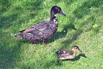 Stockentenmama mit Nachwuchs im Freizeitpark Rheinbach - 10.09.2020