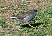 Blsshuhn mit seinen typischen  Riesenfen  im Freizeitpark Rheinbach - 10.09.2020