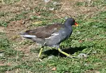 Bl�sshuhn mit seinen typischen  Riesenf��en  im Freizeitpark Rheinbach - 10.09.2020