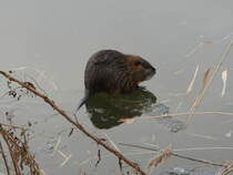 Nutria auf dem vereisten Elbe-Lbeck-Kanal bei Bchen; 11.02.2021
