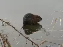 Nutria auf dem vereisten Elbe-L�beck-Kanal bei B�chen; 11.02.2021
