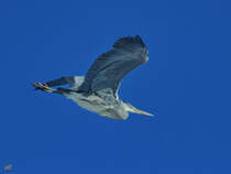 Ein Graureiher Mitte Februar 2021 am Himmel ber Wanne-Eickel.