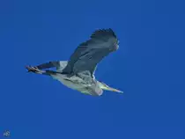 Ein Graureiher Mitte Februar 2021 am Himmel �ber Wanne-Eickel.