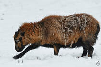 Dieses Schaf schabt im Schnee nach etwas Essbaren. (Hattingen, Februar 2021)
