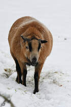 Ein Schaf stapft durch den Hattinger Schnee. (Februar 2021)