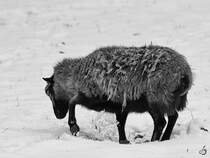 Dieses Schaf schabt im Schnee nach etwas Essbaren. (Hattingen, Februar 2021)