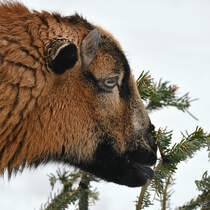 Ein hungriges Schaf macht sich am Tannengestrpp zu schaffen. (Hattingen, Februar 2021)