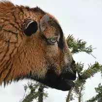Ein hungriges Schaf macht sich am Tannengestr�pp zu schaffen. (Hattingen, Februar 2021)