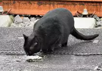 HAUSMIEZE IM BAHNHOF UNTERWEGS

Die schwarze Hausmieze hatte am 15.2.2021 einen Ausflug zum Bahnhof BETZDORF/SIEG unternommen...
nach Balancieren auf den Schienen versorgte sie sich erst mal mit fl�ssiger Nahrung aus einer Regenpf�tze....