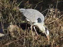 GRAUREIHER BEIM BEUTEFANG AN DER SIEG

Ein leckeres Fr�hst�ckchen im Uferdickicht der SIEG BEI NIEDERSCHELDEN hatte dieser Graureiher am 21.2.2021 morgens ergattert.....