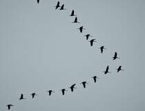 WINDSCHATTENFLUG DER KRANICHE
Bei der gegenwrtigen Rckkehr der Kraniche in der typischen V-Form kann man gut ihre Ausnutzung des Windschattens beobachten...abgekupfert u.a. von Radrennfahrern...
am 20.2.2021 ber SIEGEN...