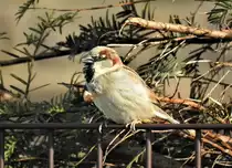 FELDSPERLING SINGT IM BAHNHOF

Seinen Fr�hlingsgef�hlen freien Lauf lie� dieser FELDSPERLING im Bahnhof Kirchen, am 23.2.2021...