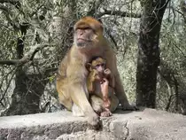 Berberaffen (Macaca sylvanus), auf dem Felsen von Gibraltar am 07.10.2016. Zitat: (Der Berberaffe, auch Magot genannt, ist eine Makakenart aus der Familie der Meerkatzenverwandten. Er ist vor allem daf�r bekannt, dass er au�er dem Menschen die einzige freilebende Primatenart Europas ist. Wikipedia)