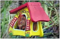 Eichh�rnchen im Vogelhaus. So war das nicht gedacht, scheinbar kann das Eichh�rnchen lesen :-) In unserem Garten Anfang M�rz 2021 im Kreis Rotenburg (W�mme).