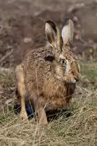 Feldhase
24.03.2021 Ramstein