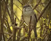 EIN OSTER-SPATZ
Die gelben Bl�ten im Strauch kurz vor dem Aufgehen,und der muntere Spatz neben mir im Bahnhof KIRCHEN hatte vom munteren Gesang her auch schon
�sterliche Gef�hle...am 27.3.2021
