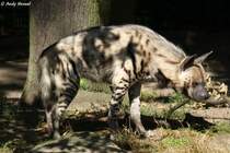 Im Gegensatz zur T�pfelhy�ne ern�hrt sich die Streifenhy�ne (Foto) haupts�chlich von Aas.