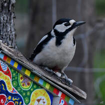 Die Buntspechte sind wieder da und finden sich regelmig in unserem Garten ein. (Hattingen, April 2021)