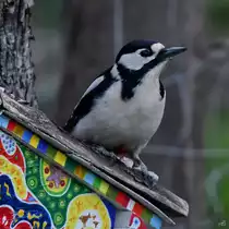 Die Buntspechte sind wieder da und finden sich regelm��ig in unserem Garten ein. (Hattingen, April 2021)