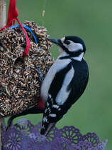 Einer von zweien Buntspechten auf Futtersuche in unserem Garten. (Hattingen, April 2021)