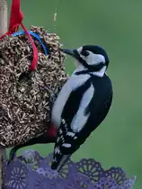 Einer von zweien Buntspechten auf Futtersuche in unserem Garten. (Hattingen, April 2021)
