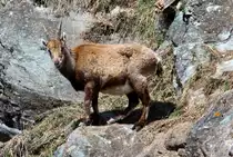 Eine tr�chtige Steinbock Geiss in den Walliser Alpen; 10.04.2021
10.04.2021