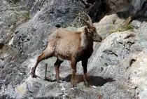 Eine tr�chtige Steinbock Geiss in den Walliser Alpen; 10.04.2021
10.04.2021