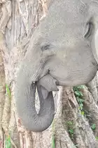 Schlafender asiatischer Elefant im Udawalawe NP auf Sri Lanka. Wir standen etwa eine Stunde im leichten Nieselregen, mit abgeschalteten Motor, dicht bei der Herde Elefanten. Mit der Zeit kehrte immer mehr Ruhe in der Herde ein und dann nahm dieser seinen R�ssel ins Maul und schlo� die Augen. Ein toller Moment. Foto vom 30.08.2010.