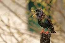 Die Stare sind angekommen und beziehen das Nisthaus