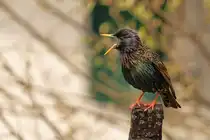 Die Stare sind angekommen und beziehen das Nisthaus