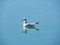 Die bei uns als Lachmwe bekannte kleine Mwenart (Chroicocephalus ridibundus) besiedelt eigentlich die nrdlichen Bereiche Europas, kommt aber immer hufiger auch an den Ksten Mittel- und Westeuropas vor. 17.09.2019