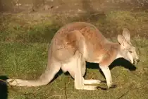 Rotes Riesenk�nguru (Marcropus rufus) am 7.12.2009 im Zoo Dresden.