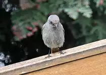 Grauschn�pper auf dem Gartenhaus - 17.04.2021