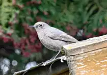 Grauschn�pper`s Beobachtungsposten auf dem Gartenhaus - 17.04.2021