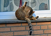 Katze beim subern. Kommt daher etwa der Spruch:  Leck mich am A.... ? - 25.03.2021