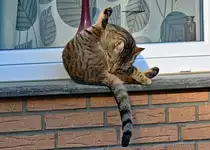 Katze beim s�ubern. Kommt daher etwa der Spruch:  Leck mich am A.... ? - 25.03.2021