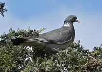 Ringeltaube auf Nistbaum im Garten - 15.04.2021