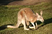Rotes Riesenk�nguru (Marcropus rufus) am 7.12.2009 im Zoo Dresden. Wenn man den Beutel so betrachtet, k�nnte bald etwas kleines herauschauen.