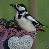 Ein Buntspecht macht sich an einem Blumentopf zu schaffen. (Hattingen, April 2021)