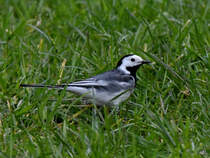 Eine Bachstelze im Gras unterwegs. (Hattingen, April 2021)