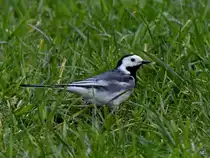 Eine Bachstelze im Gras unterwegs. (Hattingen, April 2021)