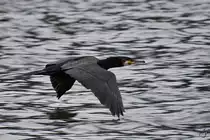 Achtung Tiefflieger - ein Kormoran zieht seine Bahn �ber den Rhein bei Unkel. (April 2021)